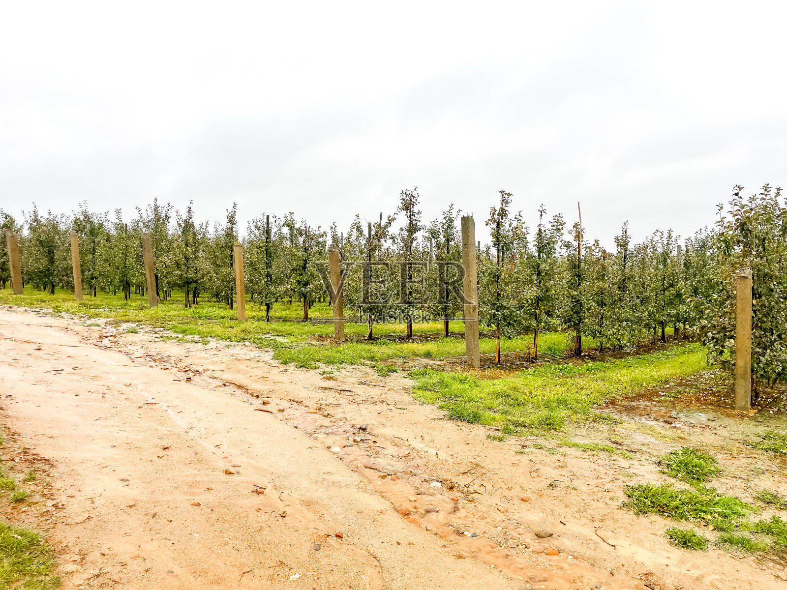 苹果种植园。成排生长在花园或苹果园的小苹果树。一年中的时间秋天,十月,下雨照片摄影图片