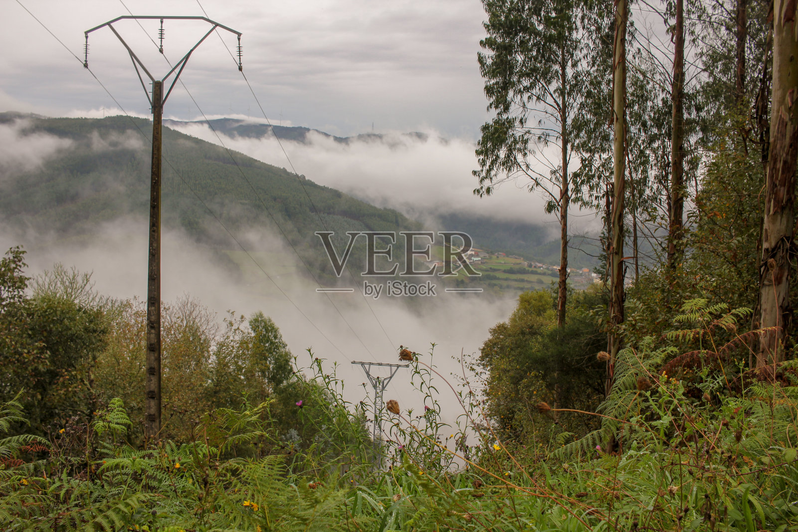 森林中的薄雾照片摄影图片