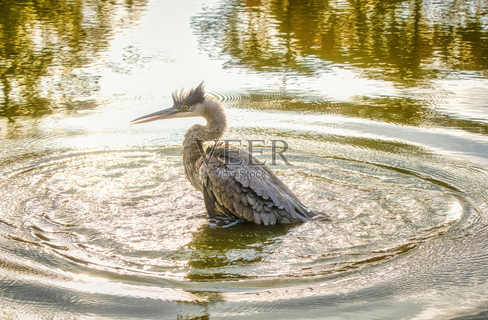 有湿冠和湿羽毛的大蓝鹭照片摄影图片