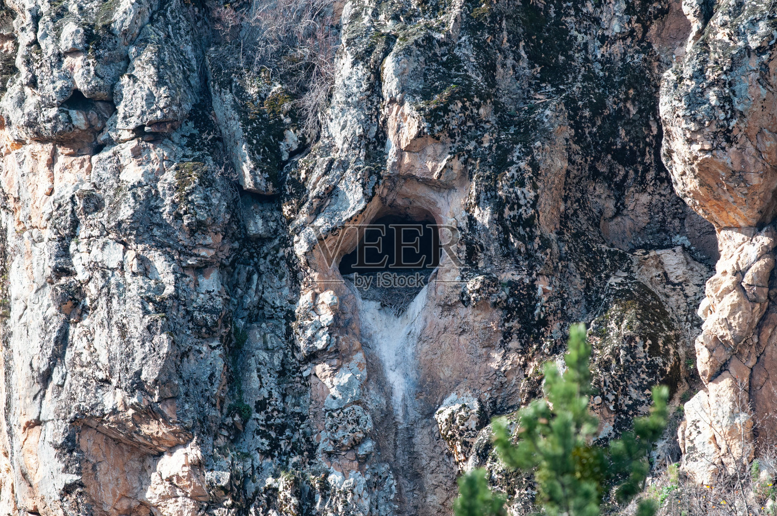 灰秃鹫(埃及秃鹰)在岩石中筑巢。照片摄影图片