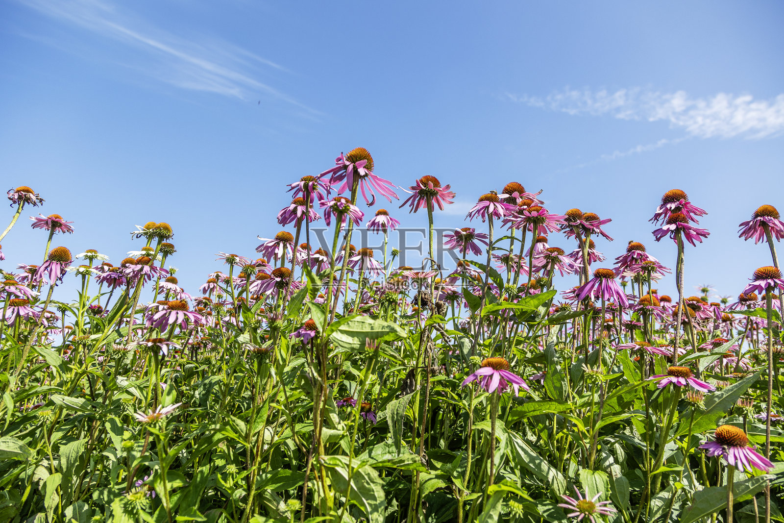 紫锥菊Purporea照片摄影图片