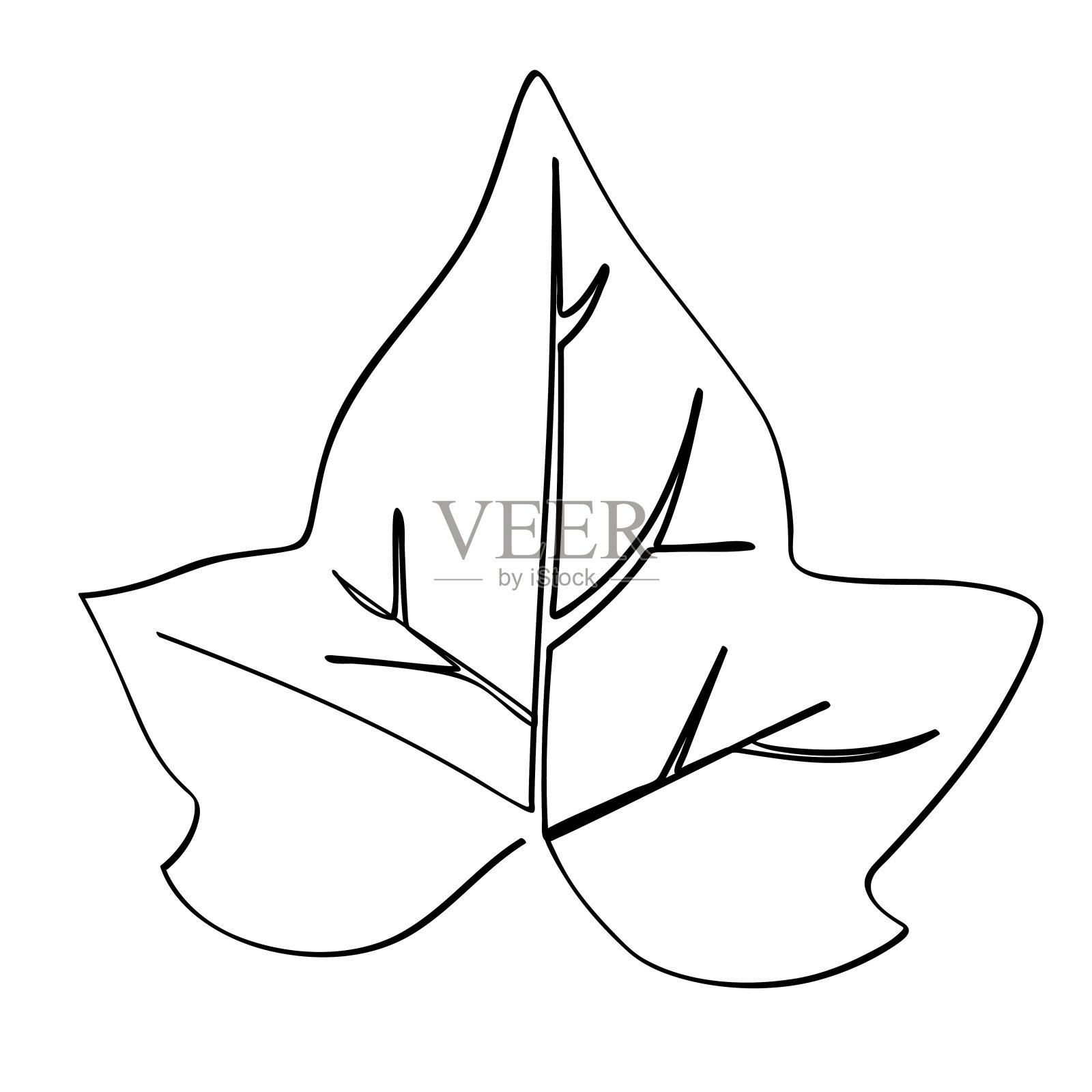 常青藤叶在简单的素描矢量单一或连续的线条艺术插画图片素材