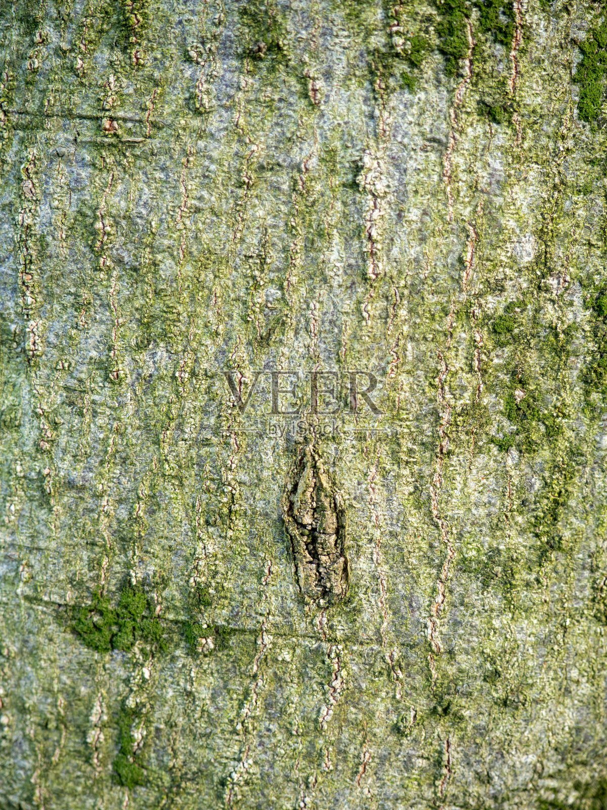 树皮特写。树皮结构。木头的背景。自然的纹理。不均匀的表面。照片摄影图片