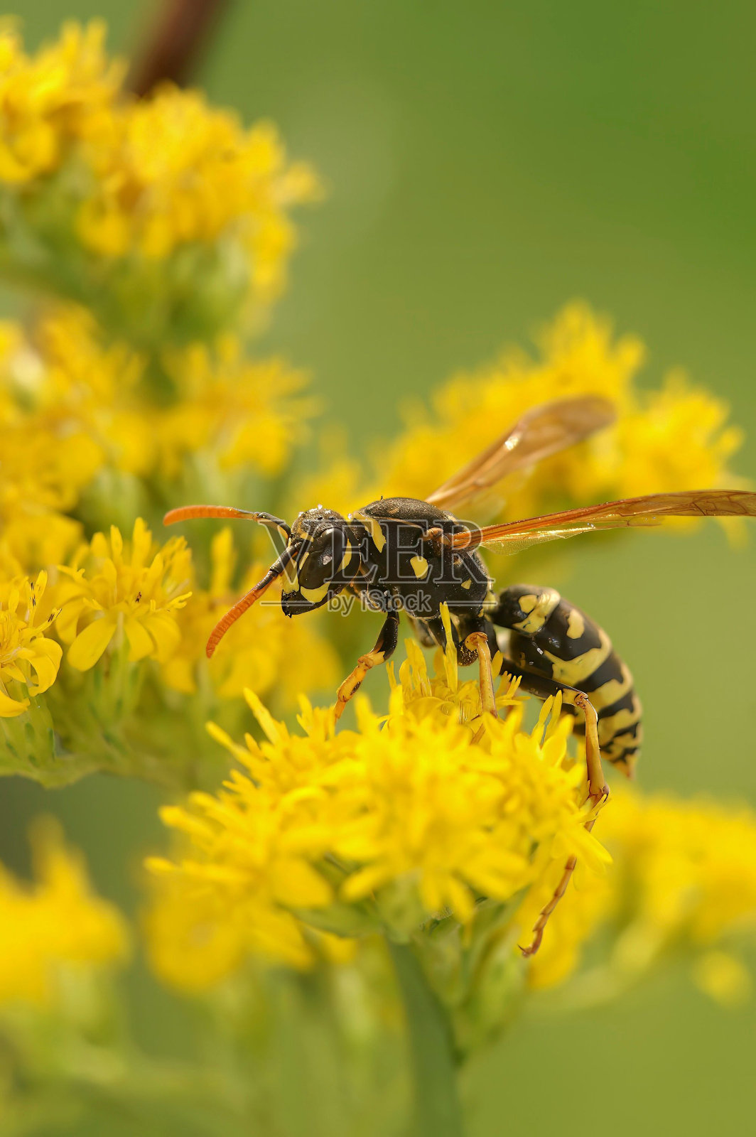 法国纸黄蜂的垂直特写,在一朵黄色的花上的Polistes dominula照片摄影图片