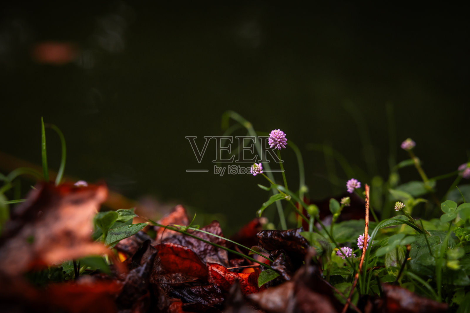 弗纳斯的植被,鲜花和绿色景观,亚速尔群岛令人惊叹的自然风光。照片摄影图片