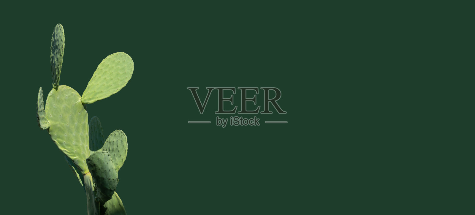 绿色仙人掌,印度无花果,印度无花果,绿色背景上分离的热带仙人掌植物。青翠的枝叶上有白色的粗点,扁平的枝叶。本空间照片摄影图片