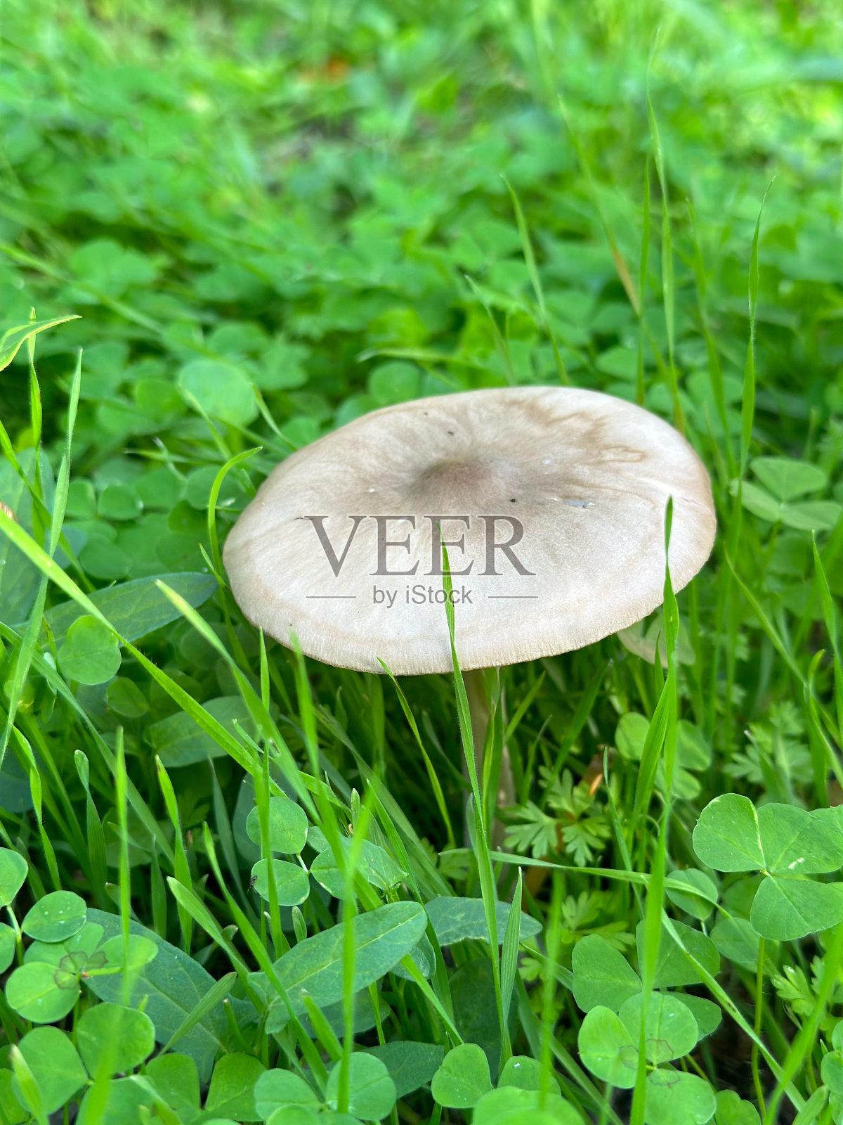 蘑菇照片摄影图片