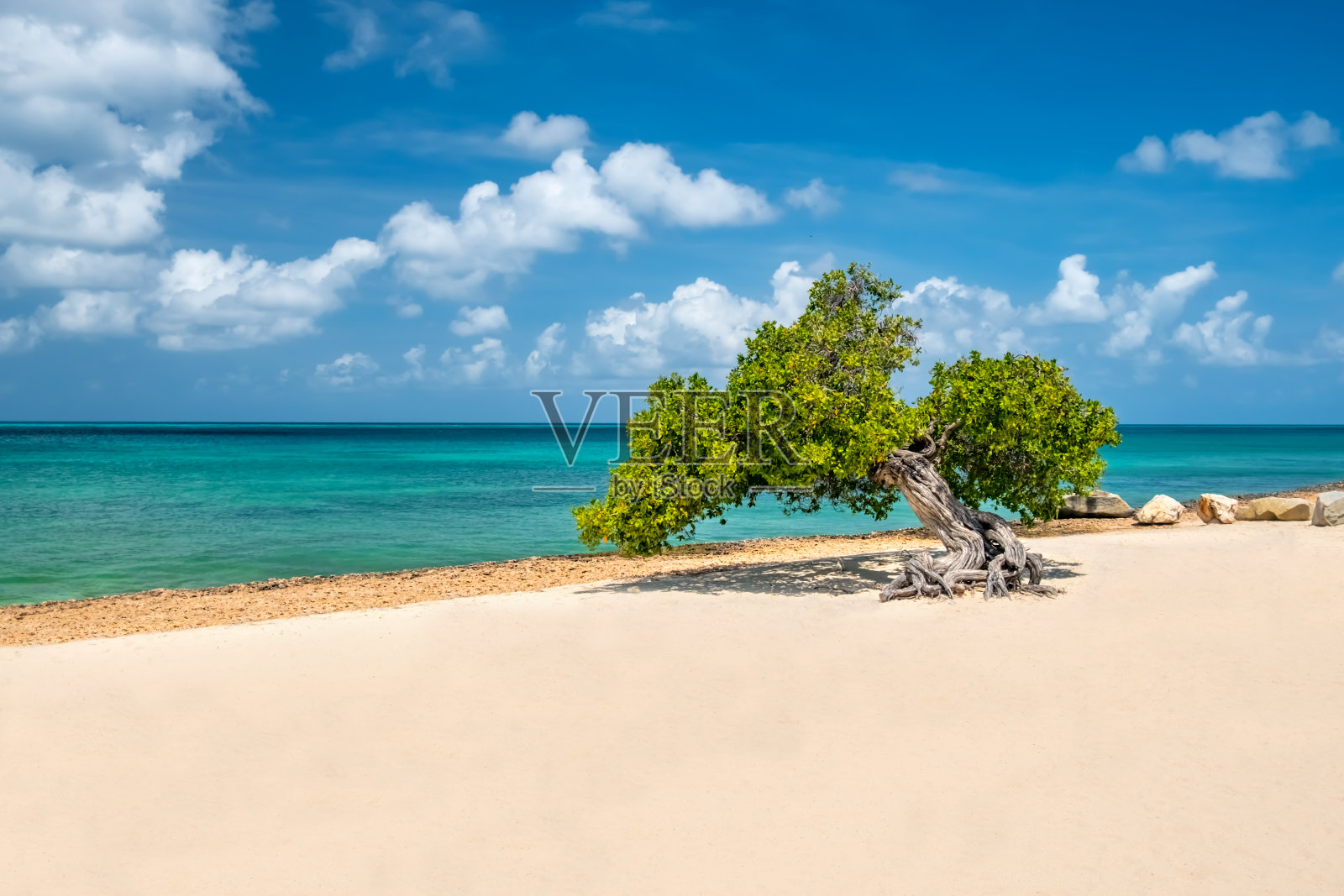 阿鲁巴鹰滩的Divi Tree照片摄影图片