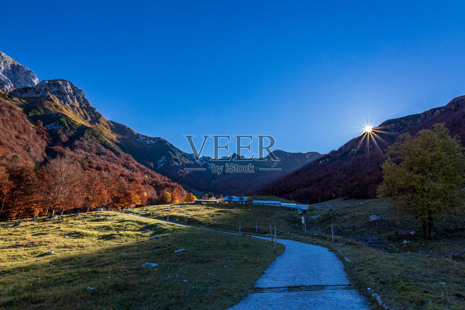弗留利-威尼斯朱利亚的雷西亚山谷树林里的树叶照片摄影图片
