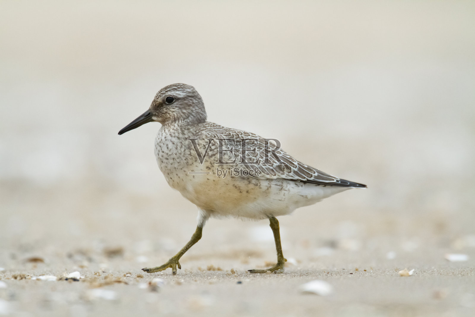 滨鸟-海滩上的红结Calidris canutus,野生动物波兰欧洲,波罗的海候鸟照片摄影图片