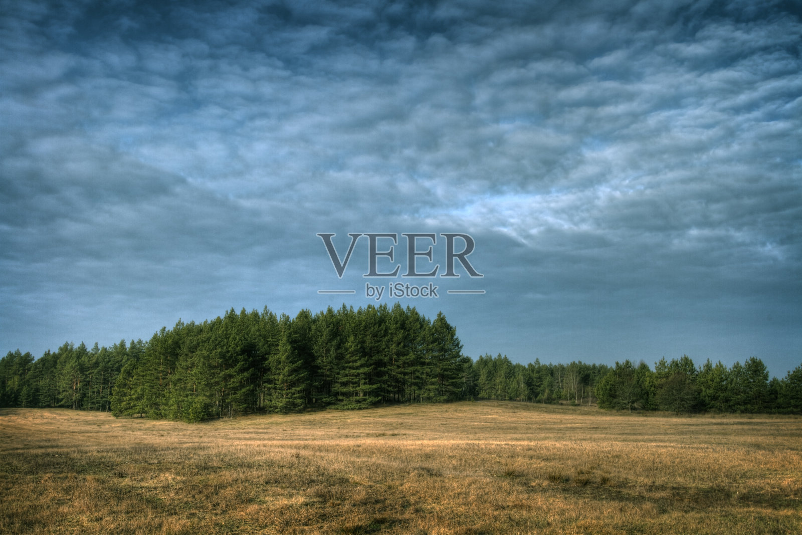 秋日风景在克尼琴原始森林,波兰欧罗巴的树木和草地蓝天白云照片摄影图片