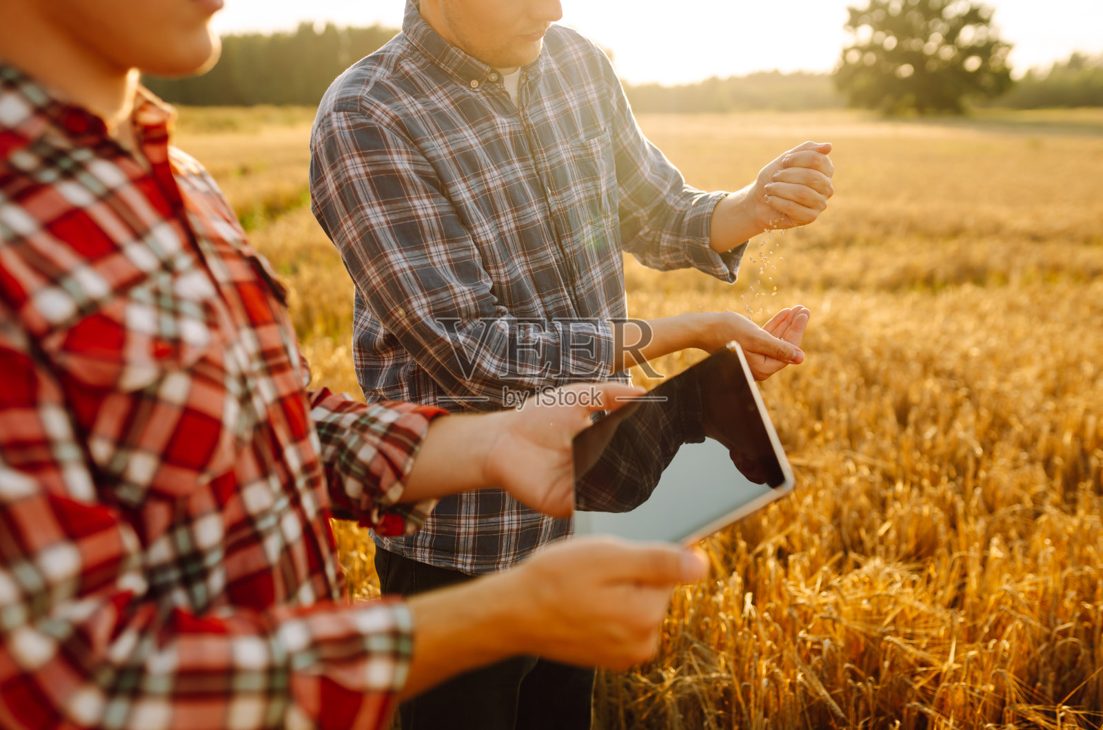 两个农民正在用药片检查小麦的质量。照片摄影图片