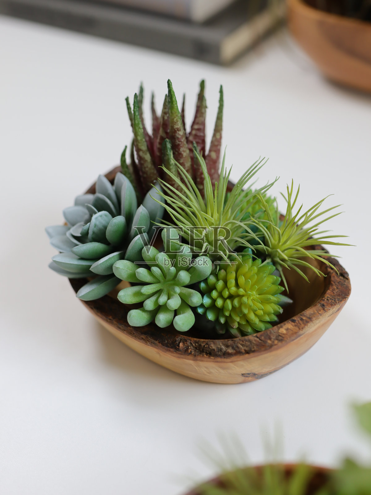 涂成白色的桌子上摆放着各种多肉植物照片摄影图片