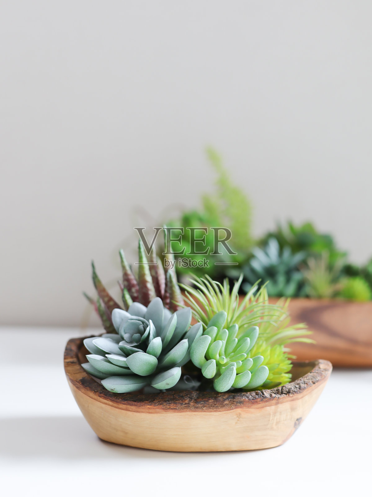 涂成白色的桌子上摆放着各种多肉植物照片摄影图片