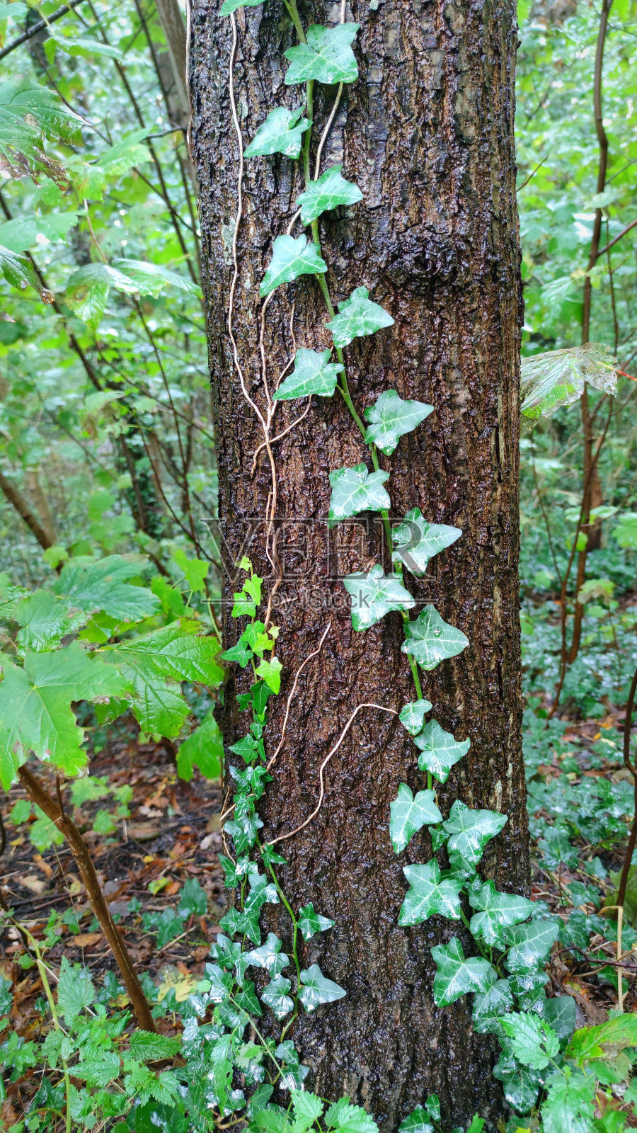 常青藤正顺着树干往上爬照片摄影图片