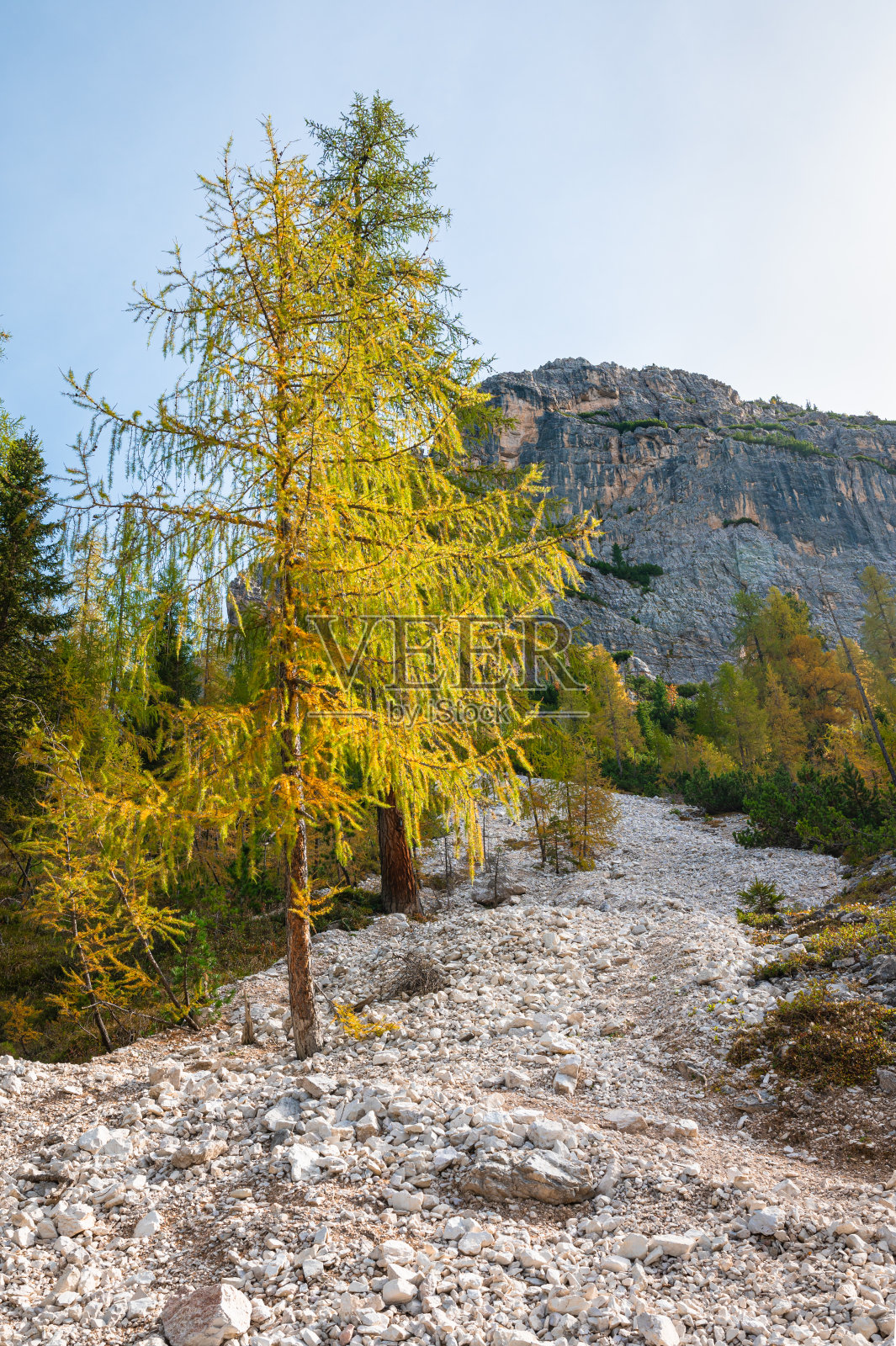 黄色落叶松在白云石的一个斜坡上照片摄影图片