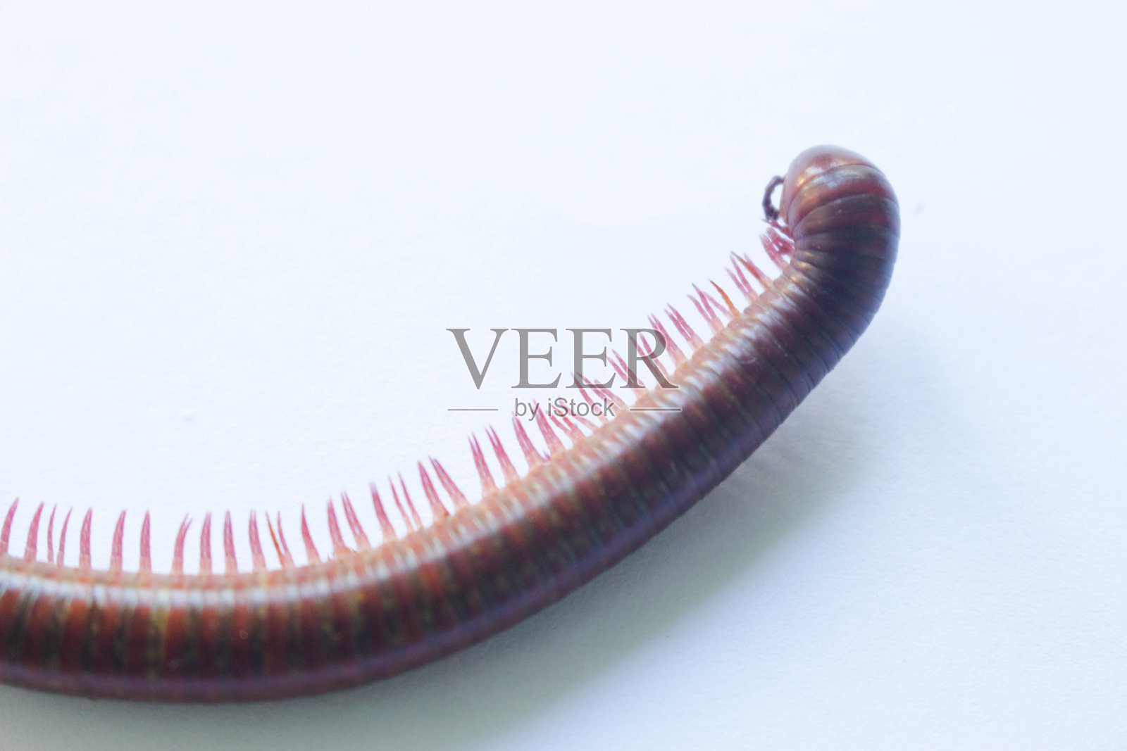 蜈蚣照片摄影图片