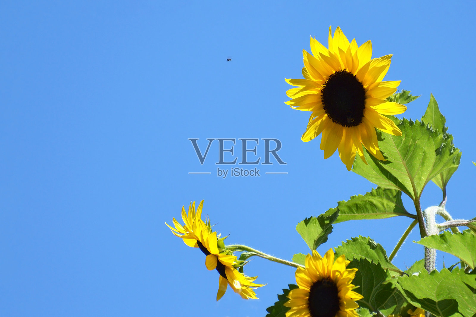 向日葵和蓝天背景与复制空间。夏季背景概念照片摄影图片