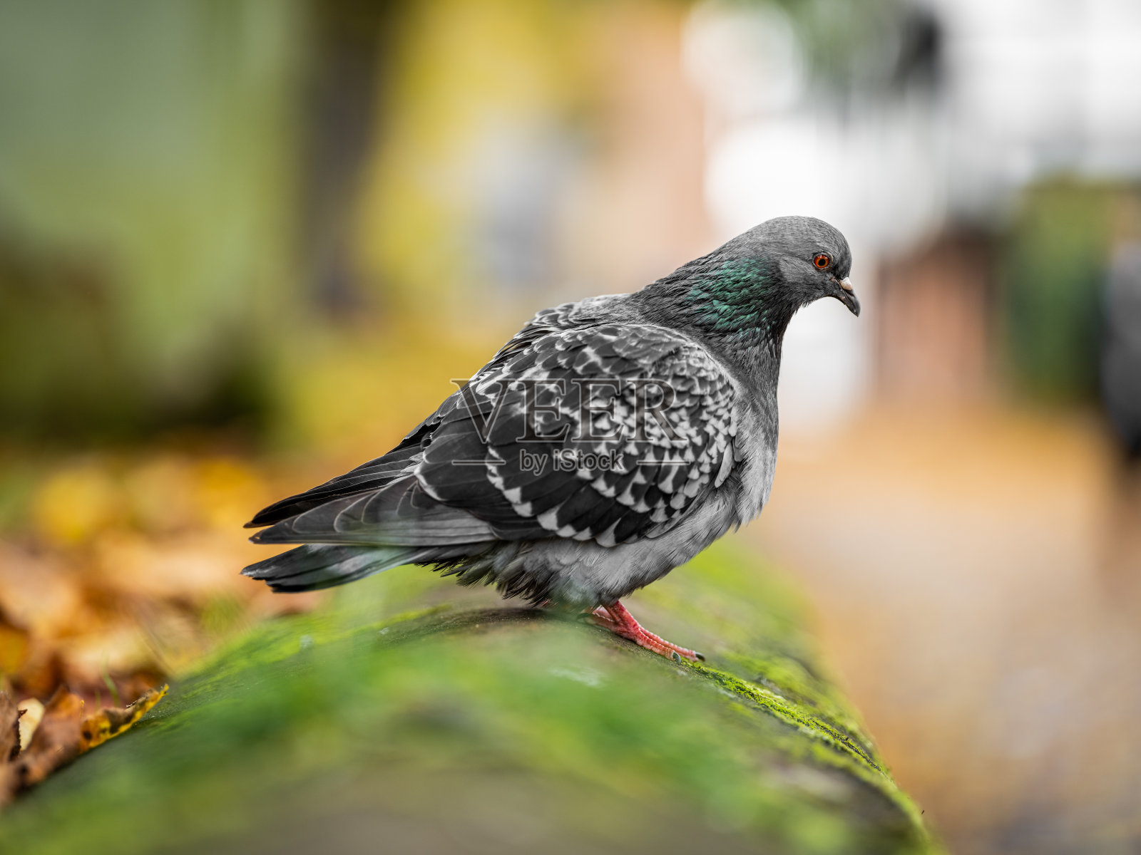 秋天的鸽子照片摄影图片