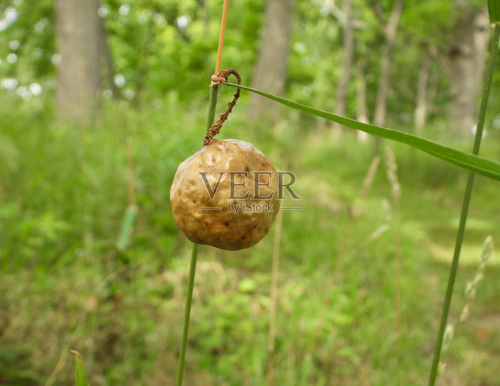 橡树苹果黄蜂瘿植物生长照片摄影图片