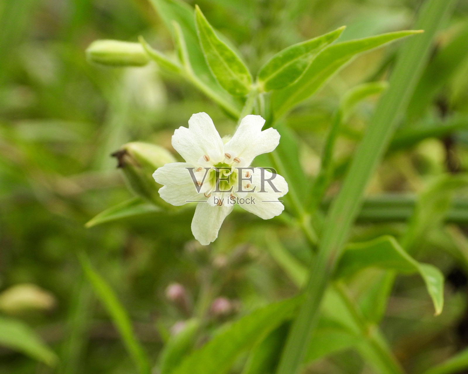 雪蕨(雪蕨)北美本土野花照片摄影图片