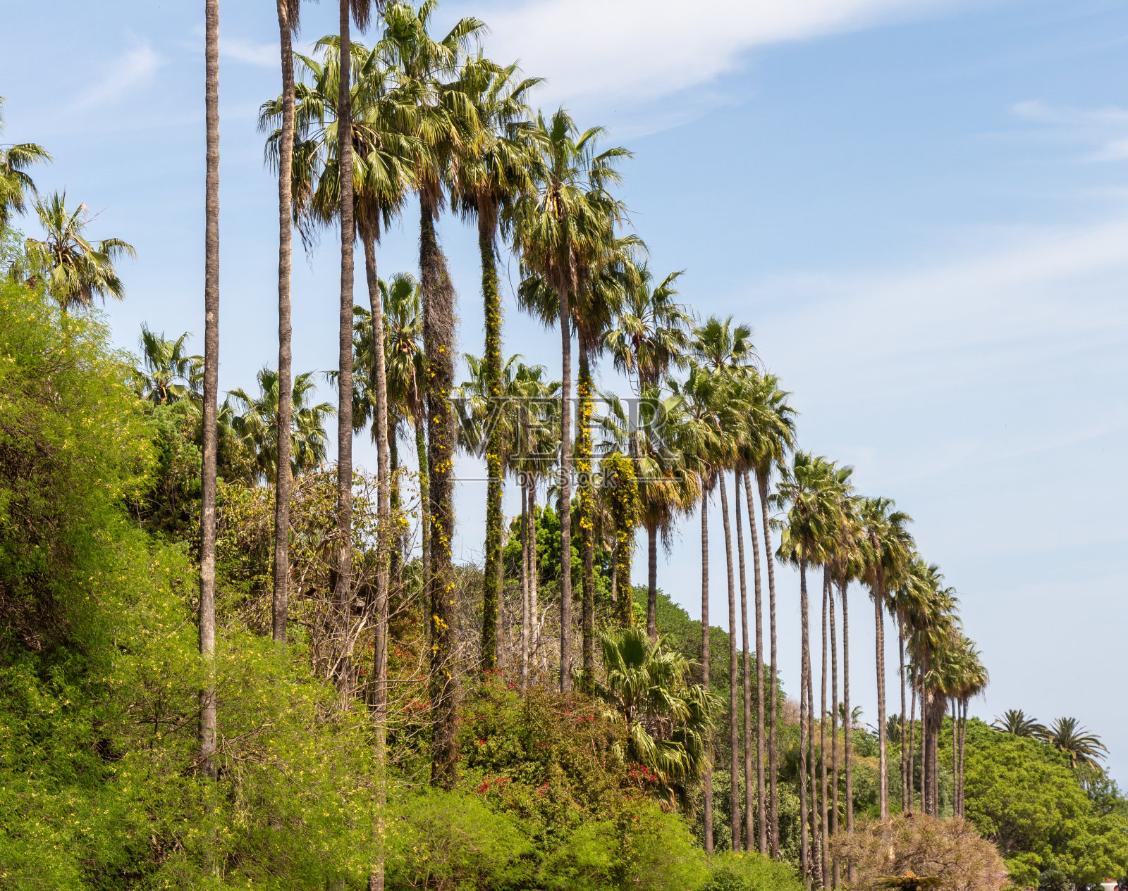 Roystonea oleracea,有时被称为加勒比皇家棕榈,棕榈,帝国棕榈或卷心菜棕榈。照片摄影图片
