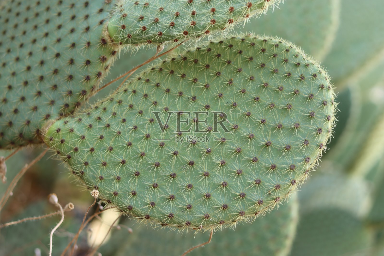 大仙人掌叶子的特写照片摄影图片