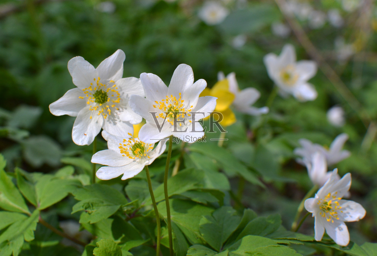 在初春盛开的野生多年生植物海葵照片摄影图片