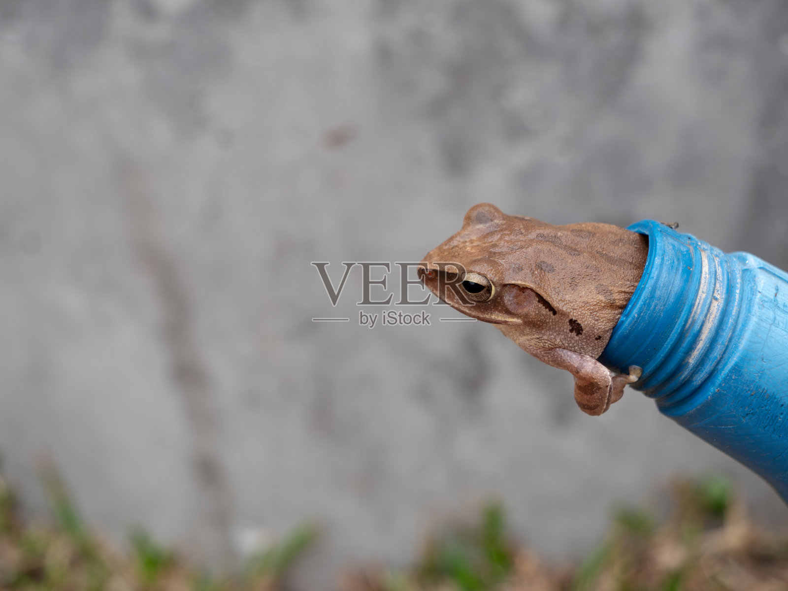 金树蛙要离开洞了照片摄影图片