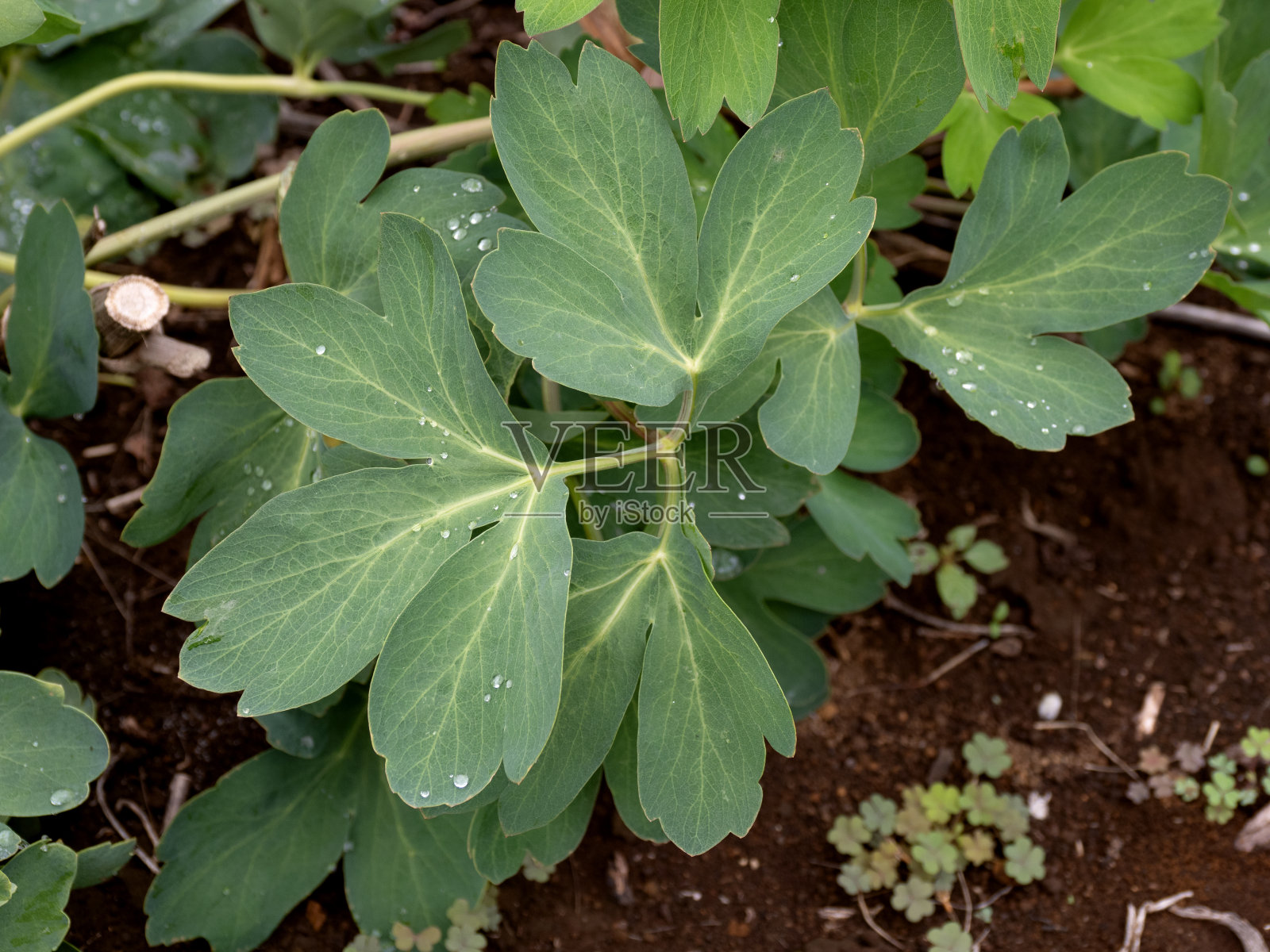 植物,药用植物照片摄影图片