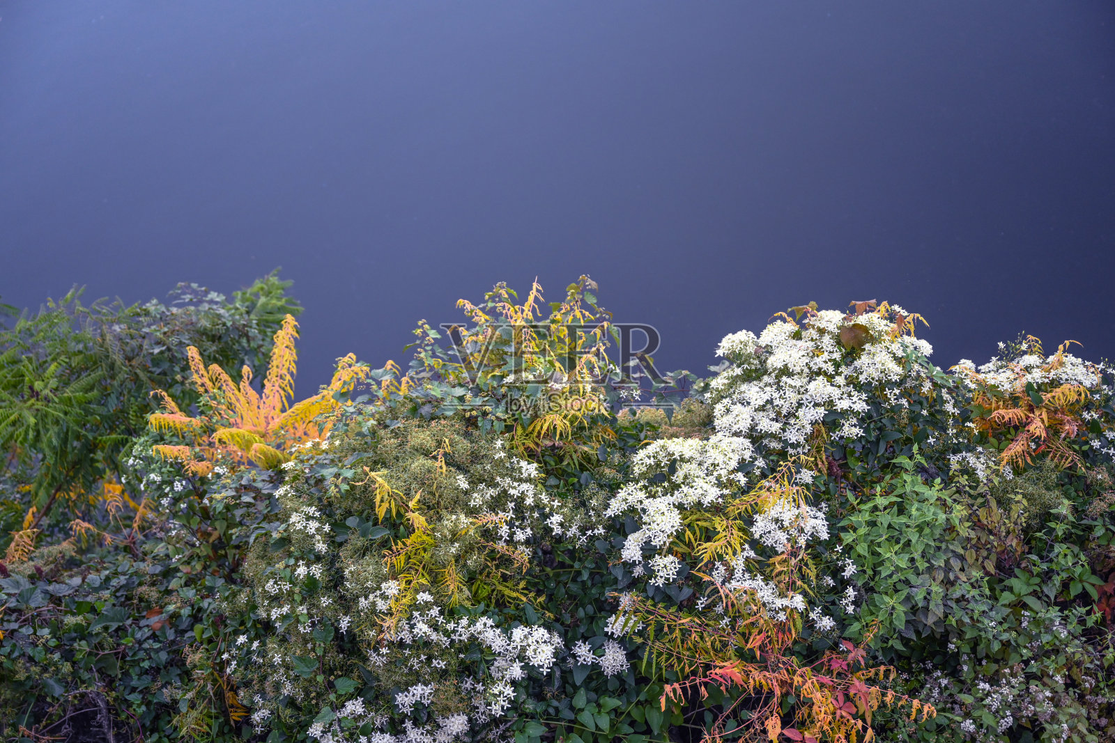 秋天的花朵照片摄影图片