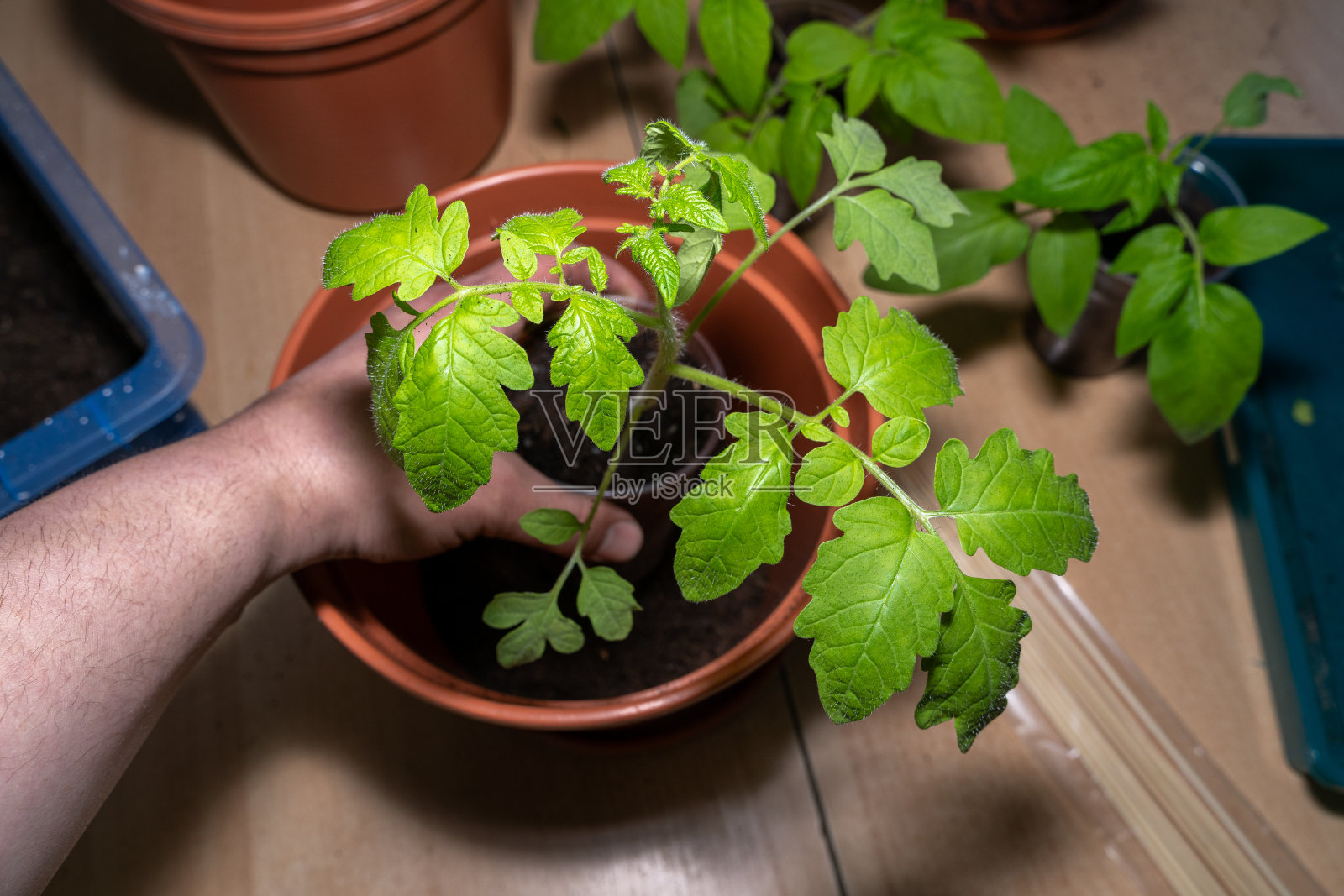 将小番茄移栽到更大的花盆中照片摄影图片