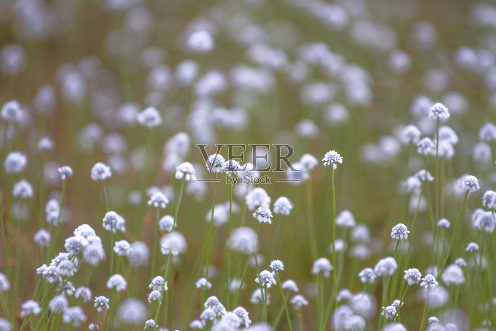 平原黑脚照片摄影图片