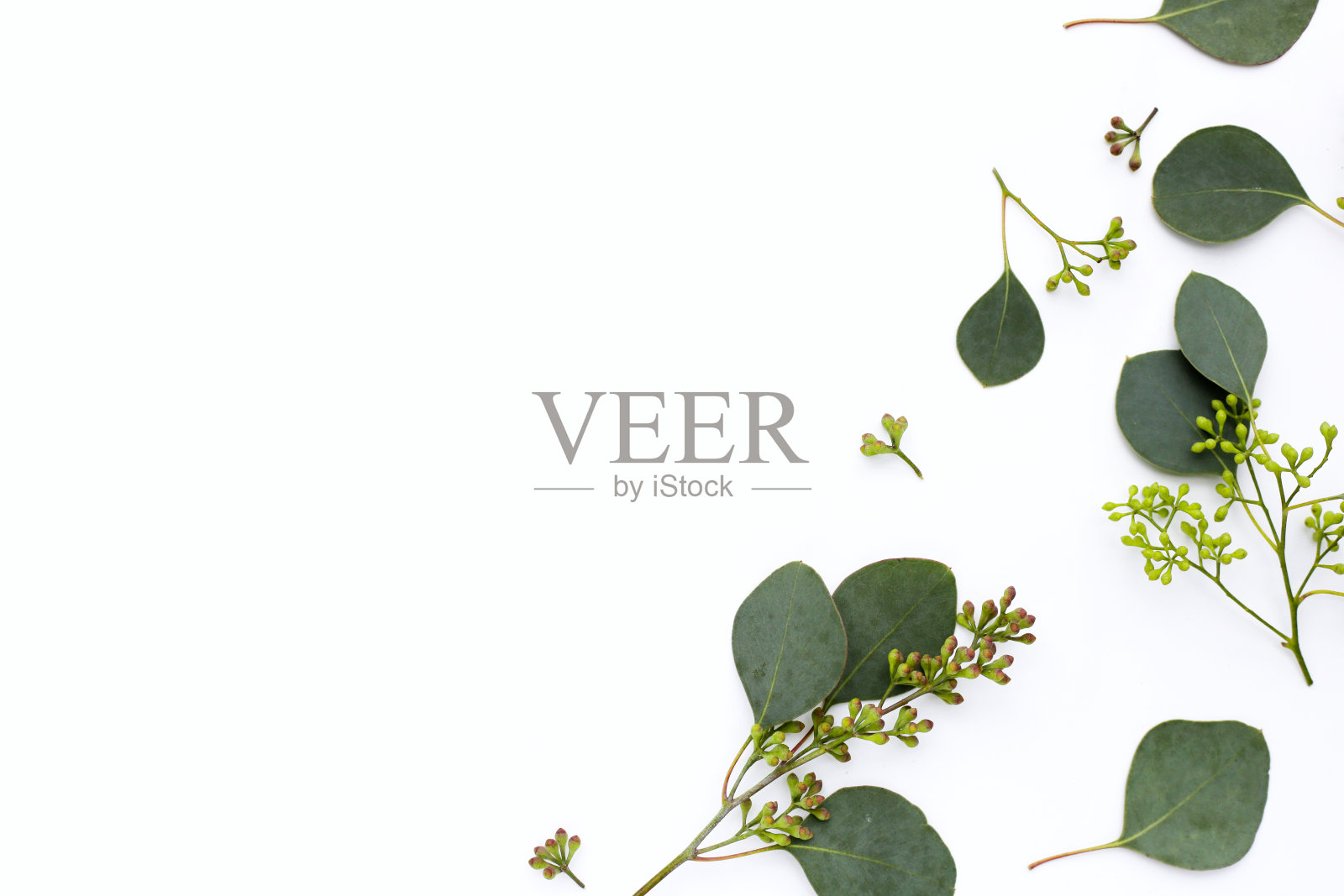 白色背景上的桉树叶。绿叶树枝。照片摄影图片