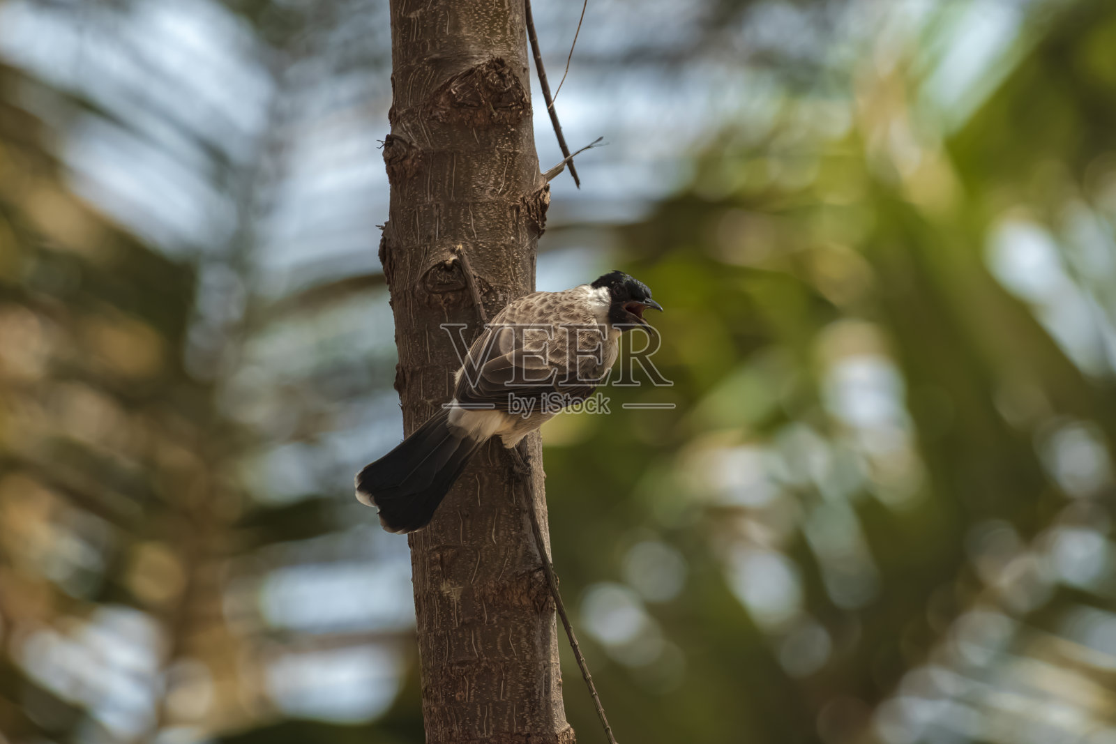 一只灰头球球站在松树上,背景是湛蓝的天空和美丽的薄云。照片摄影图片