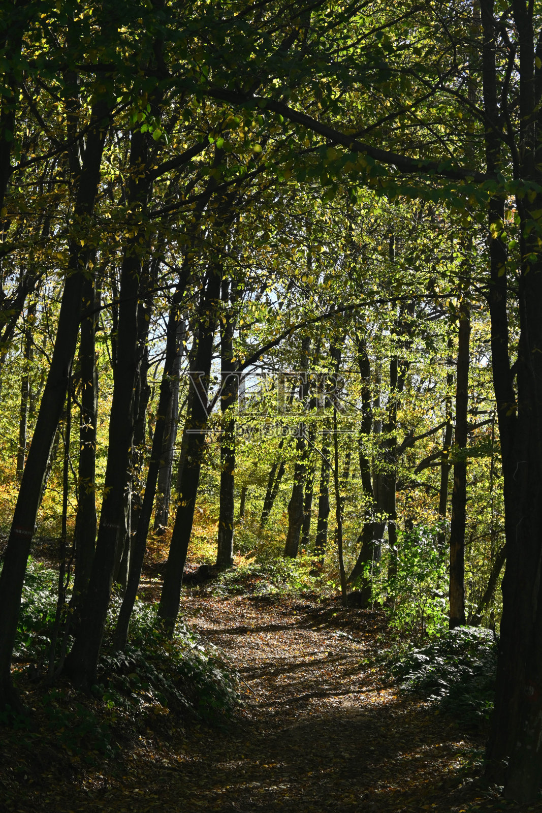走进树林照片摄影图片