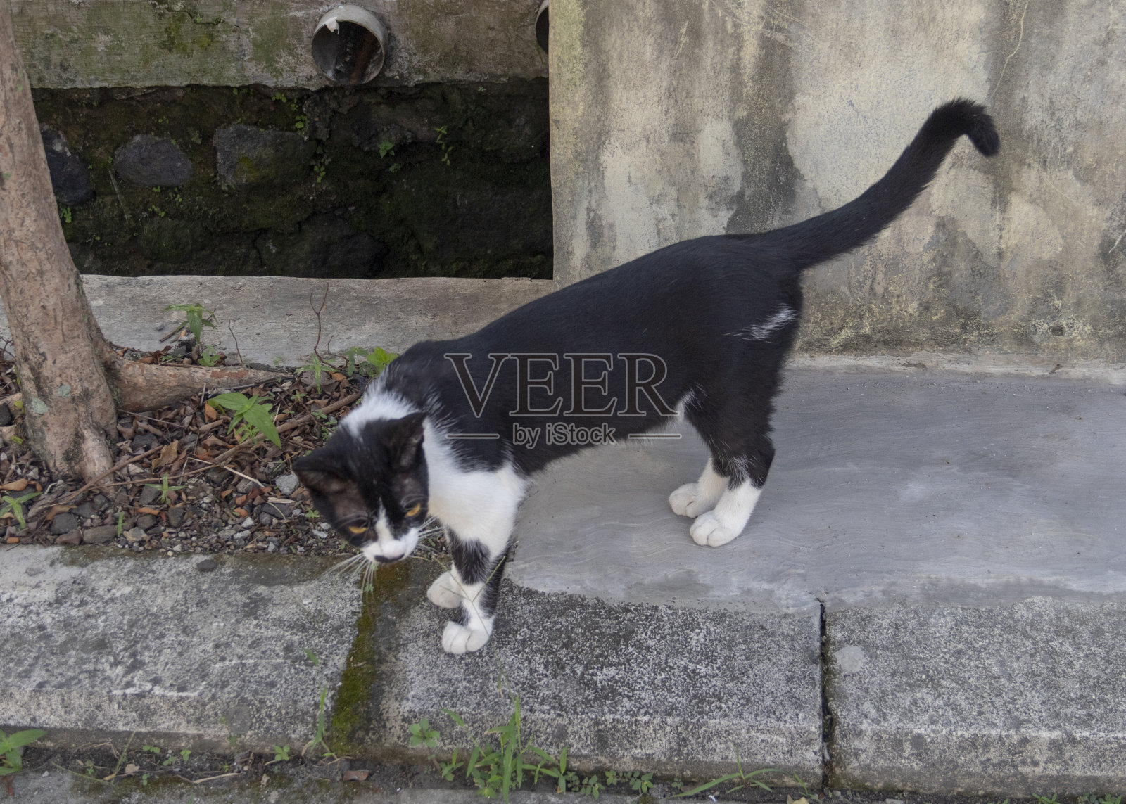 黑白猫照片摄影图片