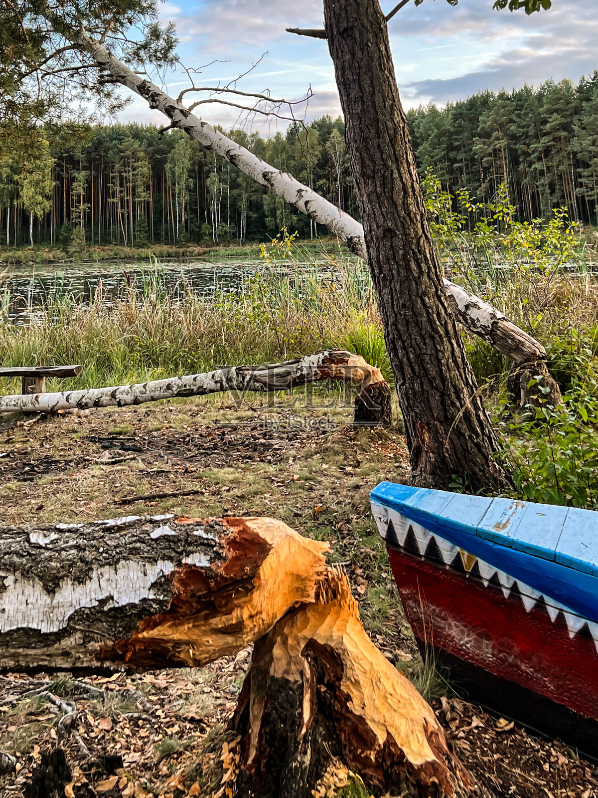 海狸对池塘、湖泊和河流附近的森林造成的破坏照片摄影图片
