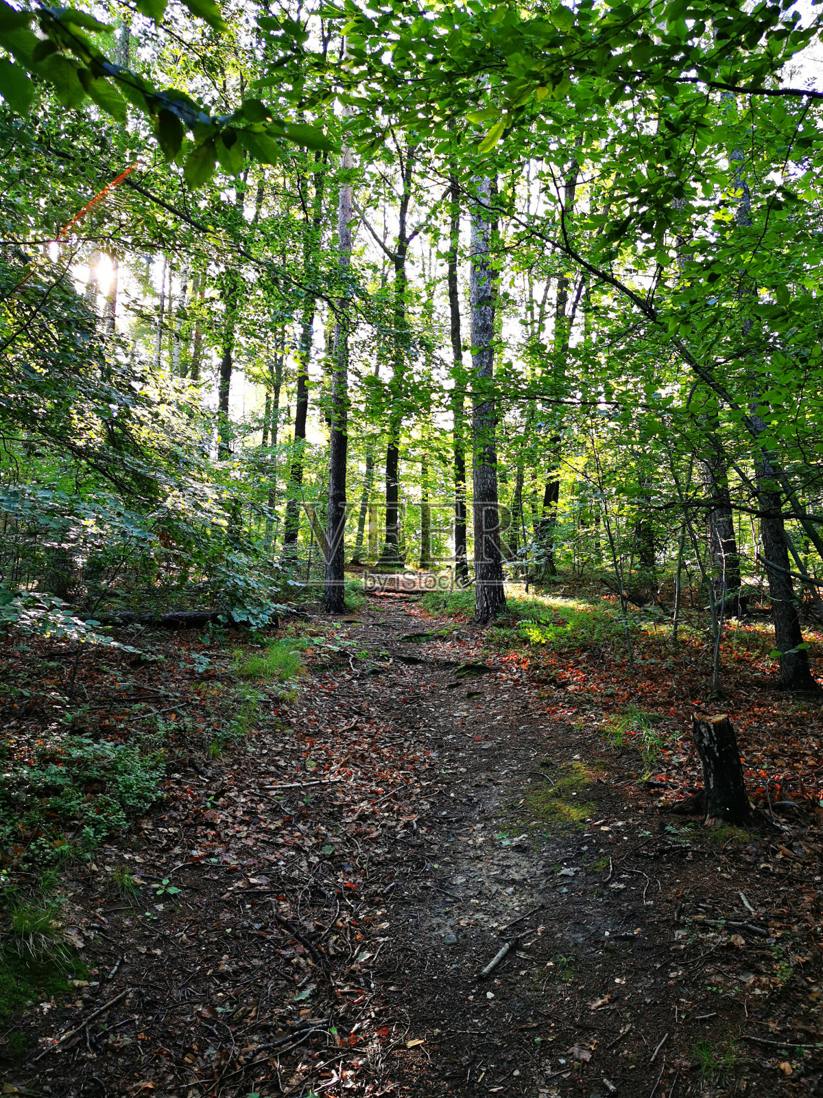 绿色捷克森林照片摄影图片