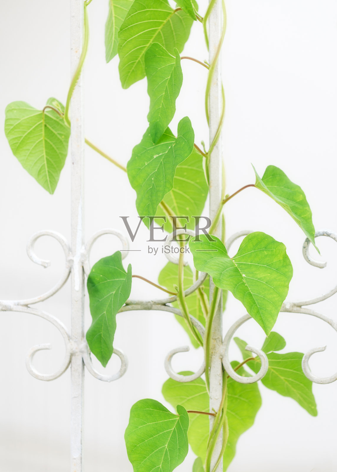 心形的叶子留在树枝上照片摄影图片