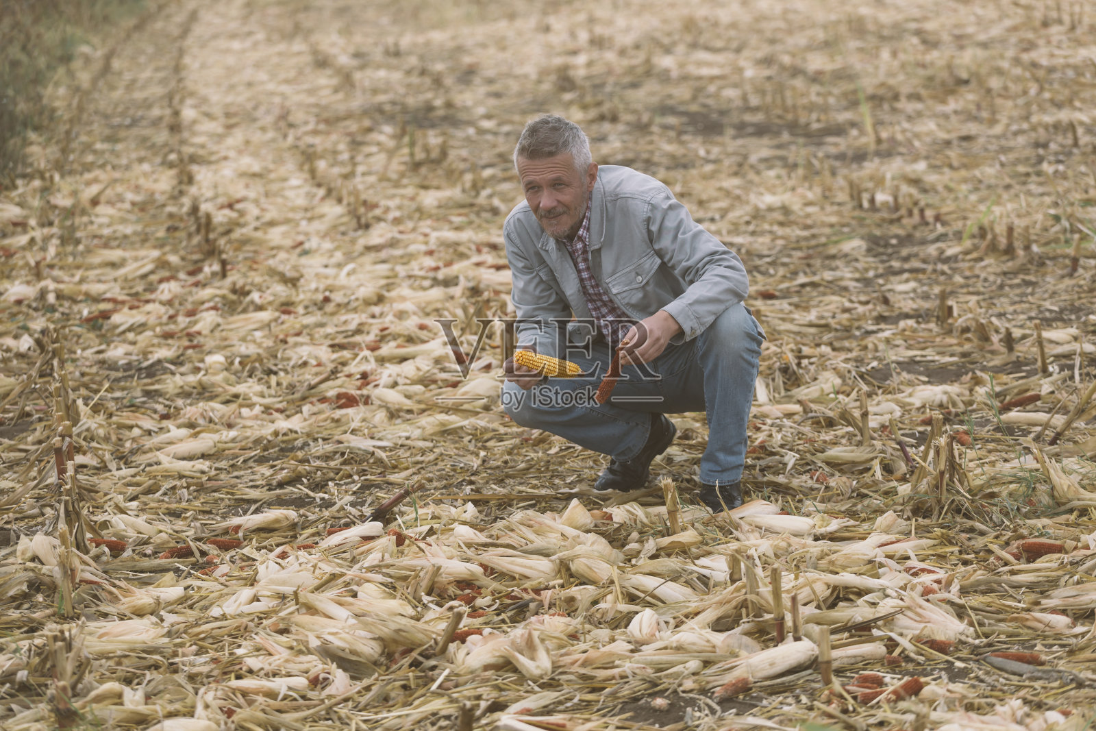 农田里的秋天照片摄影图片