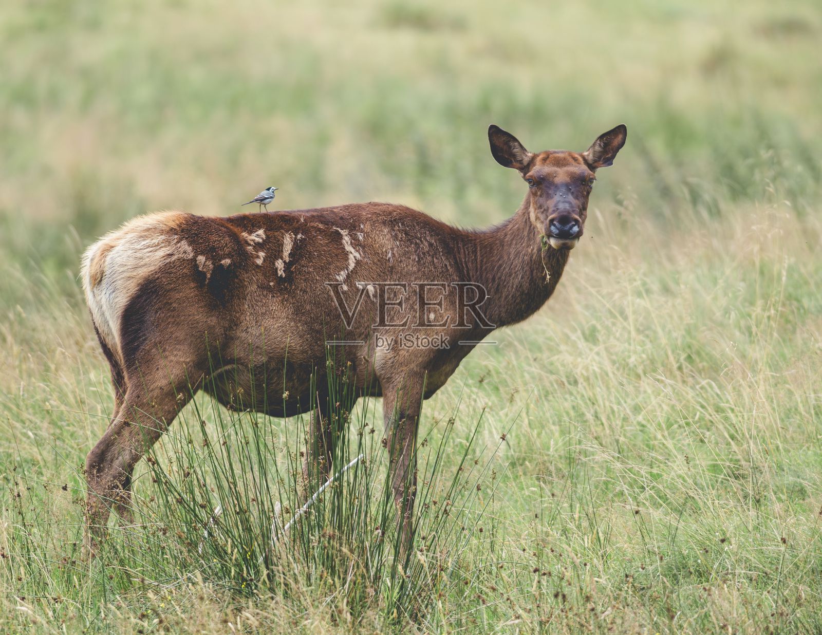 母马鹿站在风景如画的草地上照片摄影图片