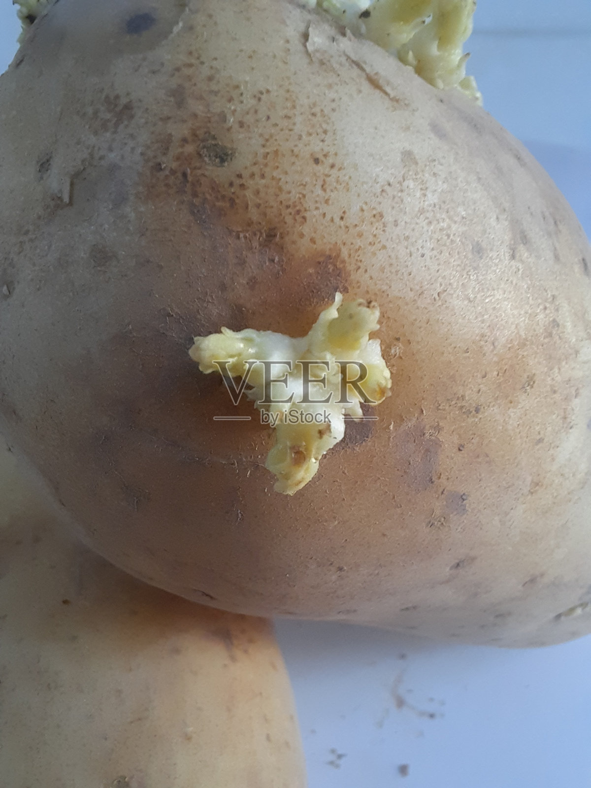 土豆上生长的芽苗特写照片摄影图片