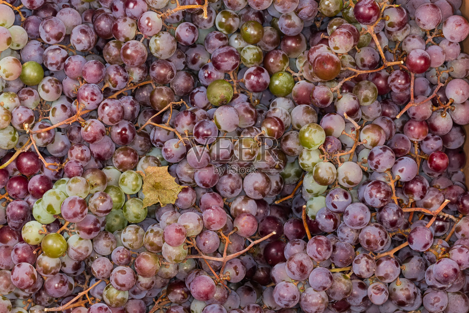 新鲜收获的蓝桌白葡萄放在一个容器里照片摄影图片