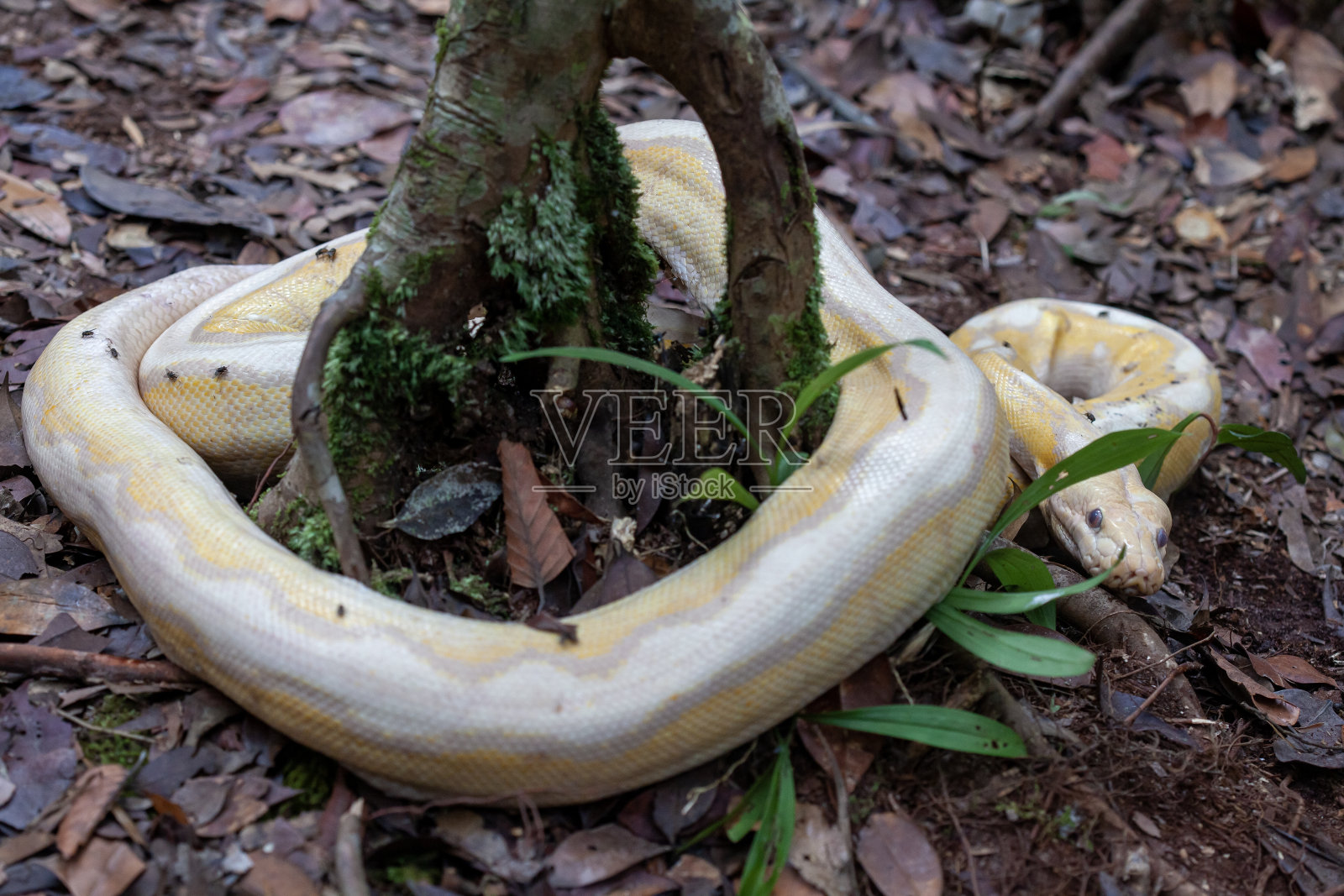 三角蝮蛇又名蝮蛇照片摄影图片