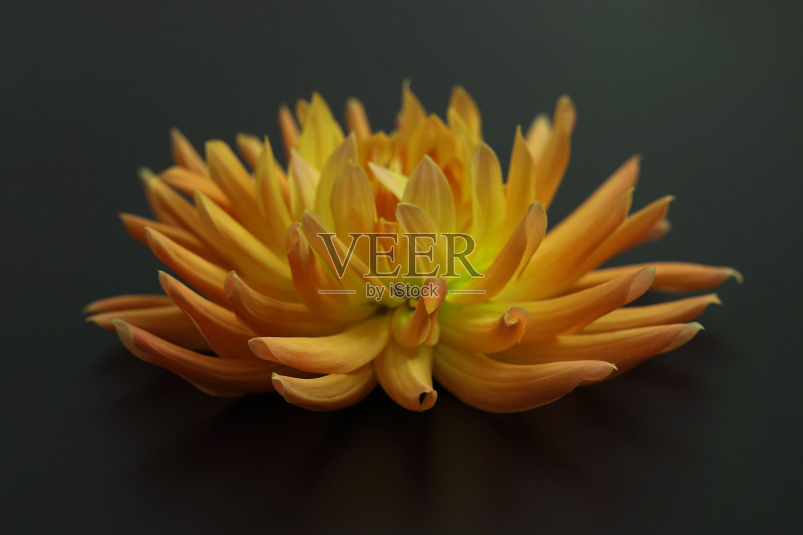 大丽花深色背景。照片摄影图片