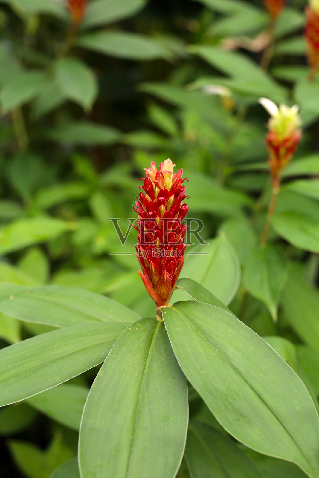 印度姜,香姜照片摄影图片