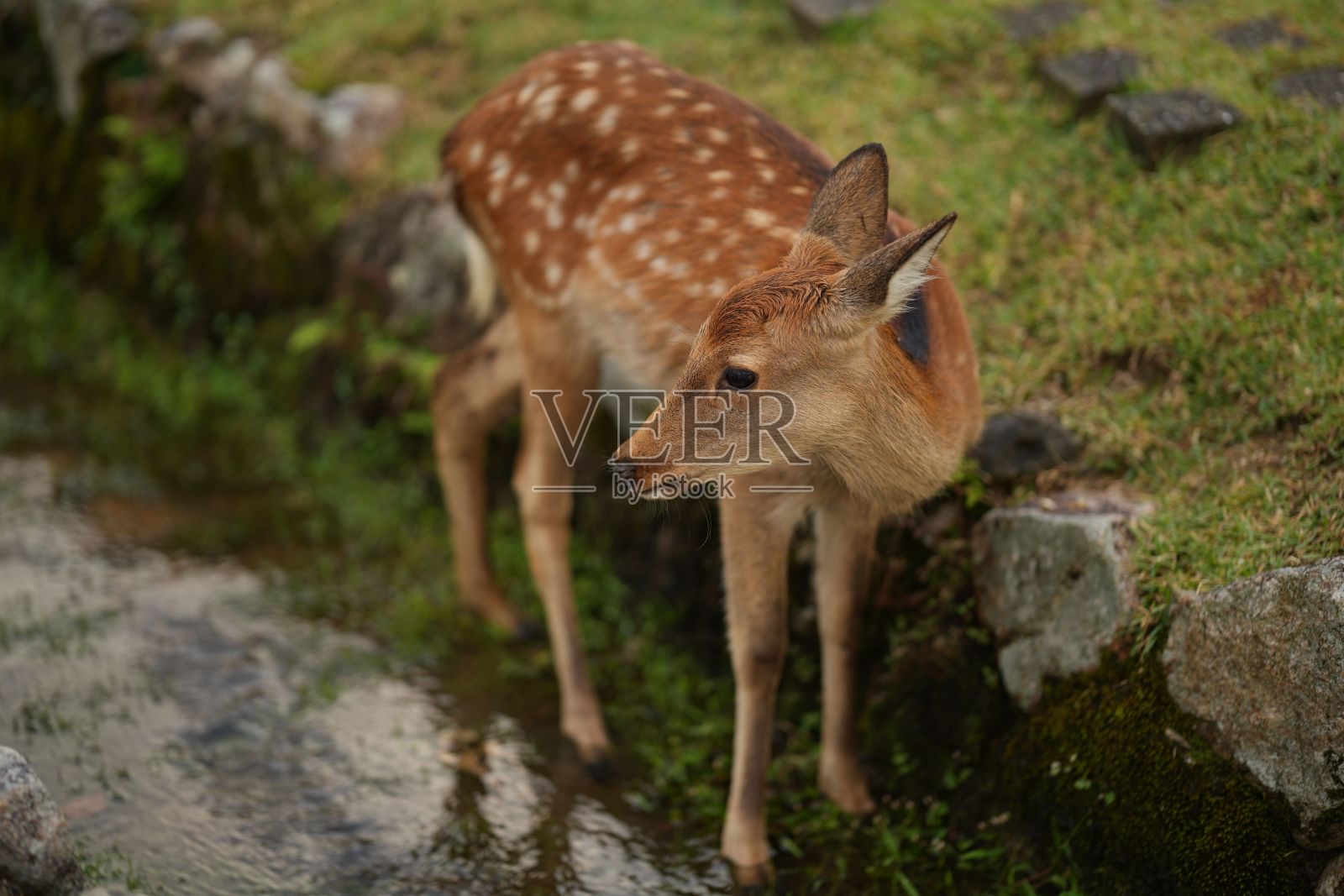 公园里绿草坪上的鹿照片摄影图片