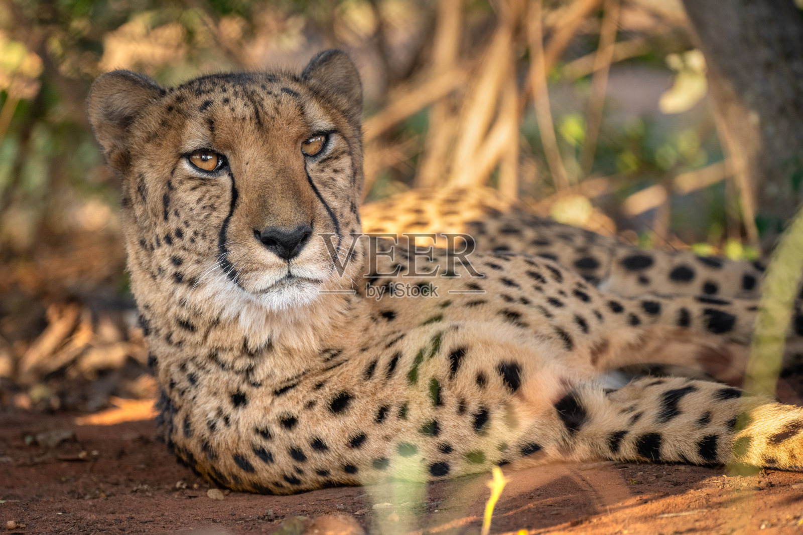 一只躺在地板上的猎豹的特写照片摄影图片