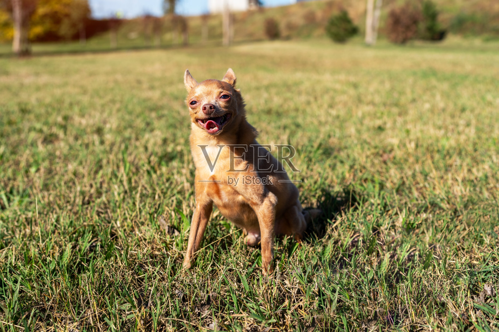 纯种狗玩具梗坐在草地上,而户外散步。照片摄影图片